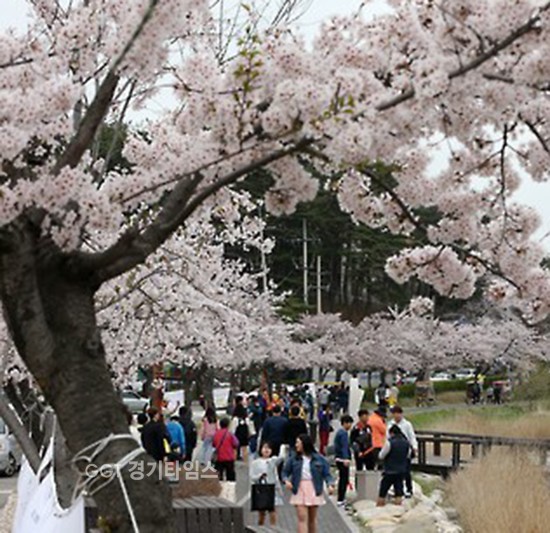 경포대의 벚꽃 향연ⓒ경기타임스