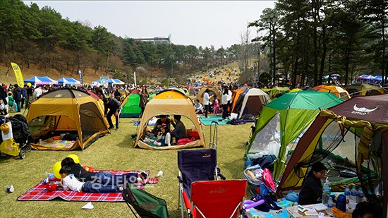 리베라cc,벚꽃 축제ⓒ경기타임스