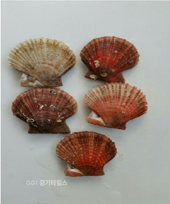 국화도 국내 최초 비단가리비 양식ⓒ경기타임스
