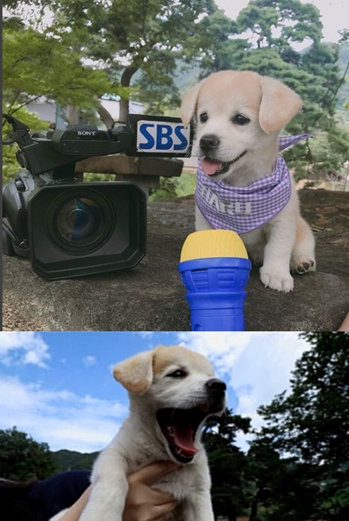 ▲ "SBS 앱 HARU" SBS 하루, 슈스견 짱절미를 만나다