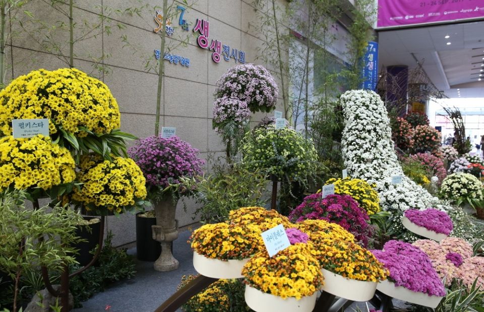 자료사진_2017 장미，국화 생생전시회(코엑스)