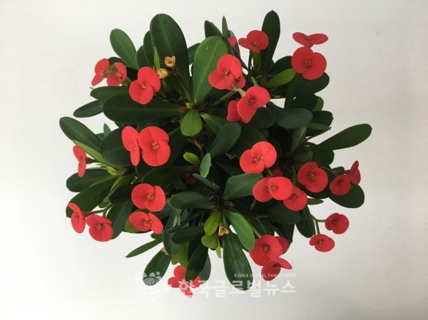4.꽃기린 신품종 레드팡 4.꽃기린 신품종 레드팡
