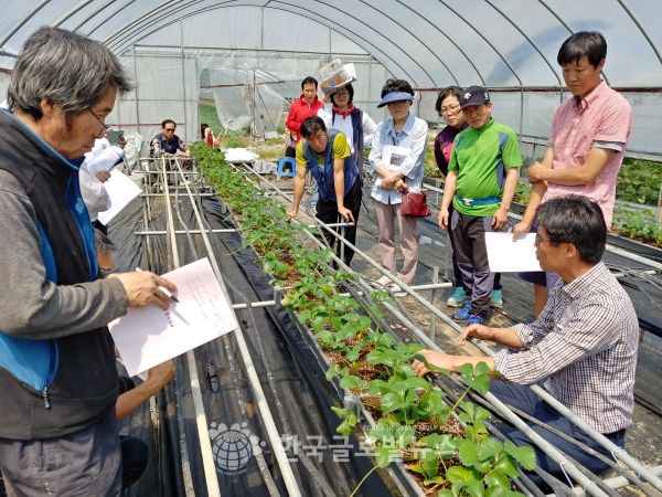 지난해 딸기 농가에서 진행된 ‘딸기 재배 기술교육’ 모습 지난해 딸기 농가에서 진행된 ‘딸기 재배 기술교육’ 모습