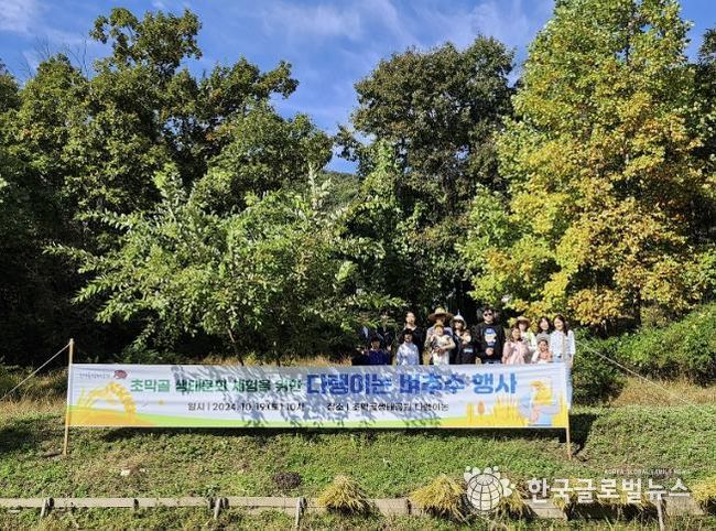 군포시 가족들 초막골생태공원 다랭이논에서 벼추수 체험