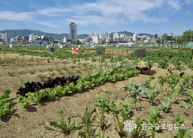 군민공공텃밭 사진