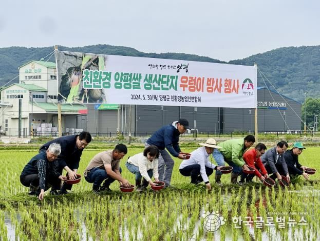 친환경 양평쌀 생산 우렁이 방사 행사