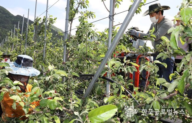 무주군, 사과 수확 때맞춘다!