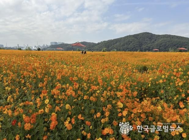 용인특례시는 기흥호수공원에 황화코스모스 경관단지를 조성했다