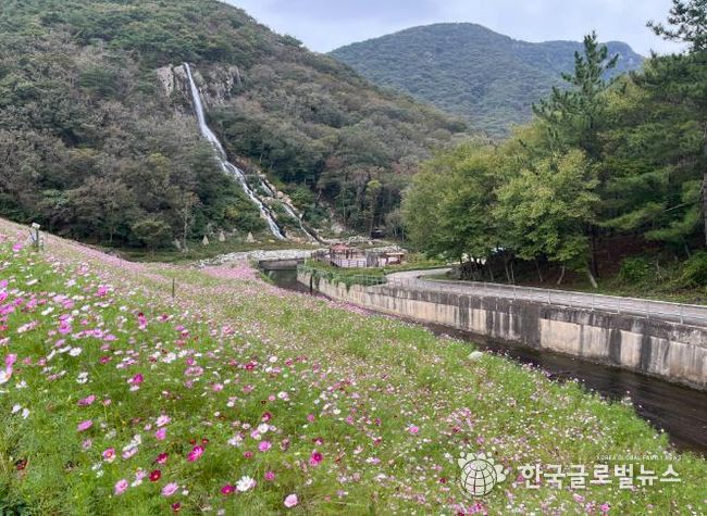 단풍과 코스모스가 어우러진 선운산, 가을 힐링 명소 인기