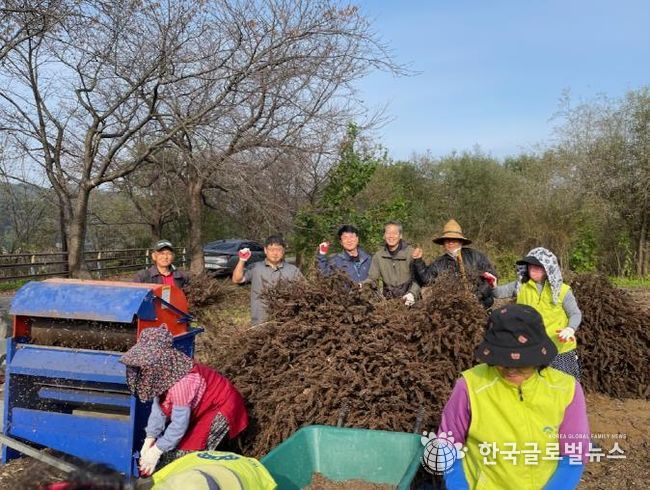양평군 개군면 지역사회보장협의체, 사랑 애(愛) 농산물 들깨 탈곡 실시