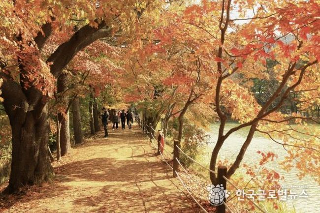 가평군 청평 옛 중앙내수면연구소 단풍길 개방행사 '성료'