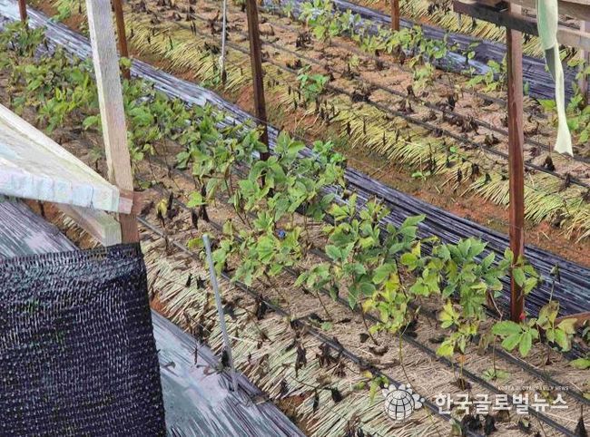 안성시, 농업시설 폭설·한파 사전대비 및 현장점검 실시