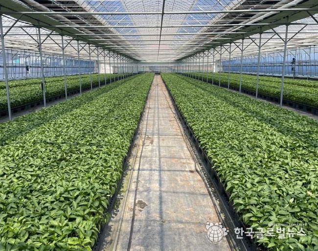 평택시, ‘2026년도 복합내병계 고추묘 보급 사업’ 신청 접수