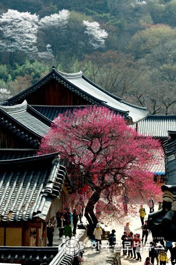 전남관광사진대전 수상작- 매혹의 홍매(구례 화엄사)