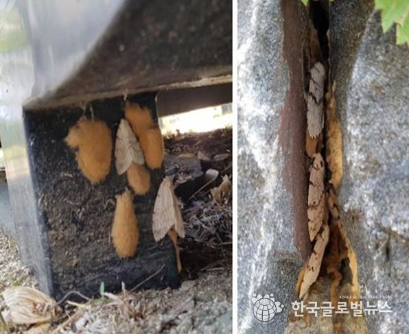 매미나방 난괴, 성충 사진