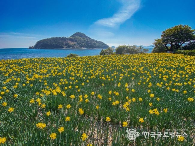 (거제)공곶이수선화