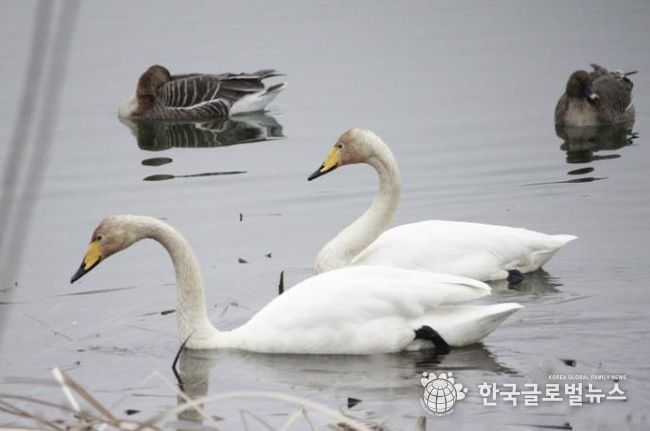 의왕 왕송호수에서 포착된 천연기념물 '큰고니'…의왕도시공사, 생태환경 보전 가치 재확인