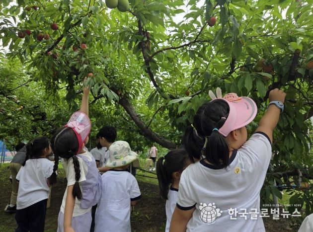 수원시 과수공원에서 아이들이 과일 수확 체험을 하고있다.