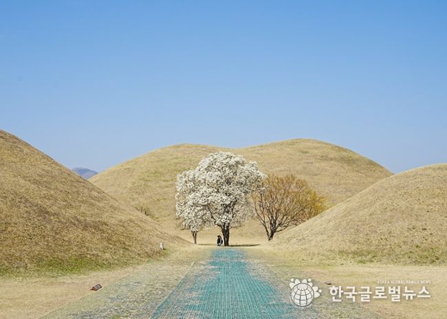 대릉원 목련포토존