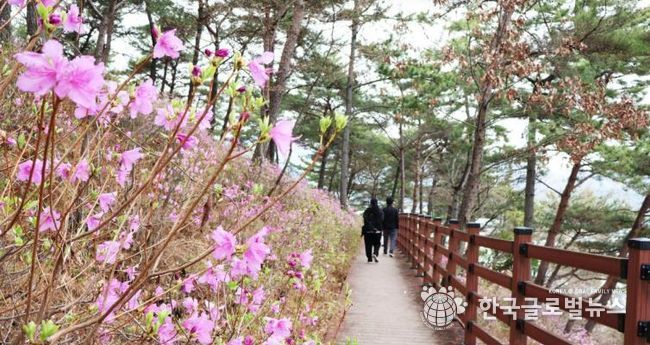 몽골독수리 떠난 길따라 꽃이 피고… 고성군, 봄 관광 시동