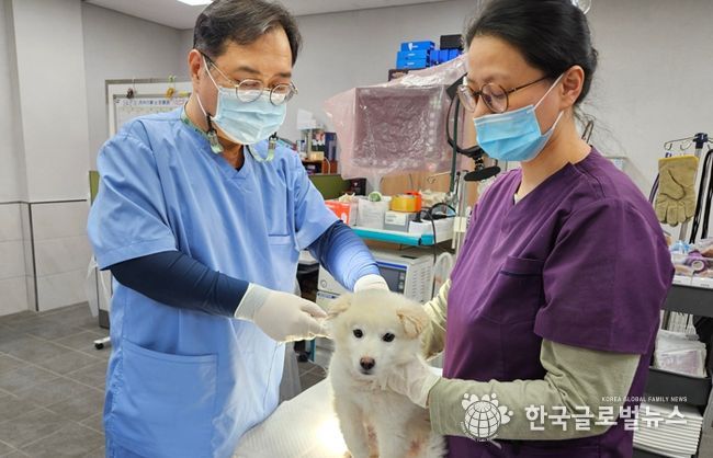반려견 접종 사진