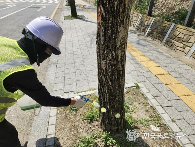 은행나무 결실억제 작업 모습